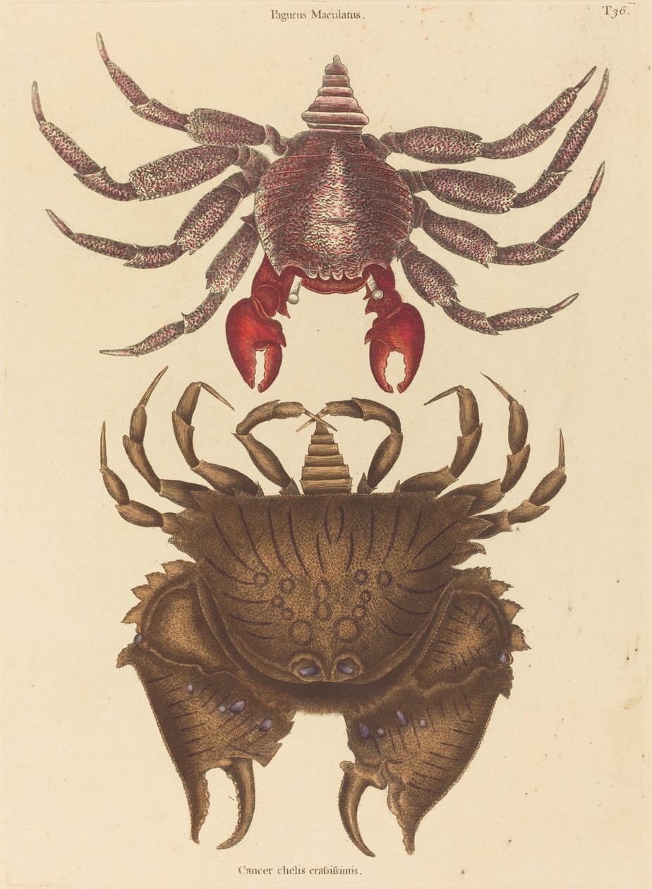 Rood gevlekte rotskrab Cancer grapsus, gepubliceerd 1731-1743 door Mark Catesby