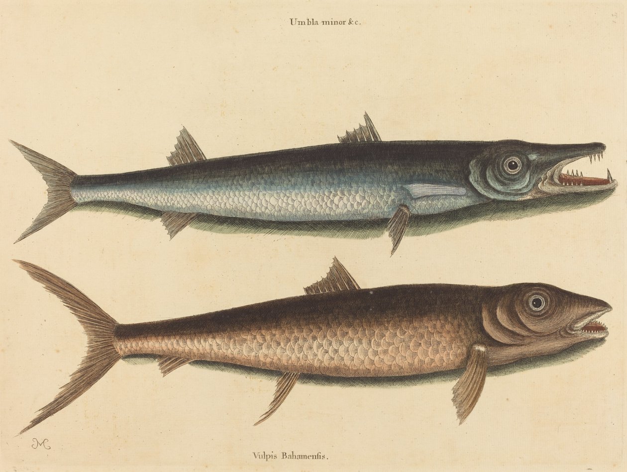 De Barracuda Esox barracuda, gepubliceerd 1754 door Mark Catesby