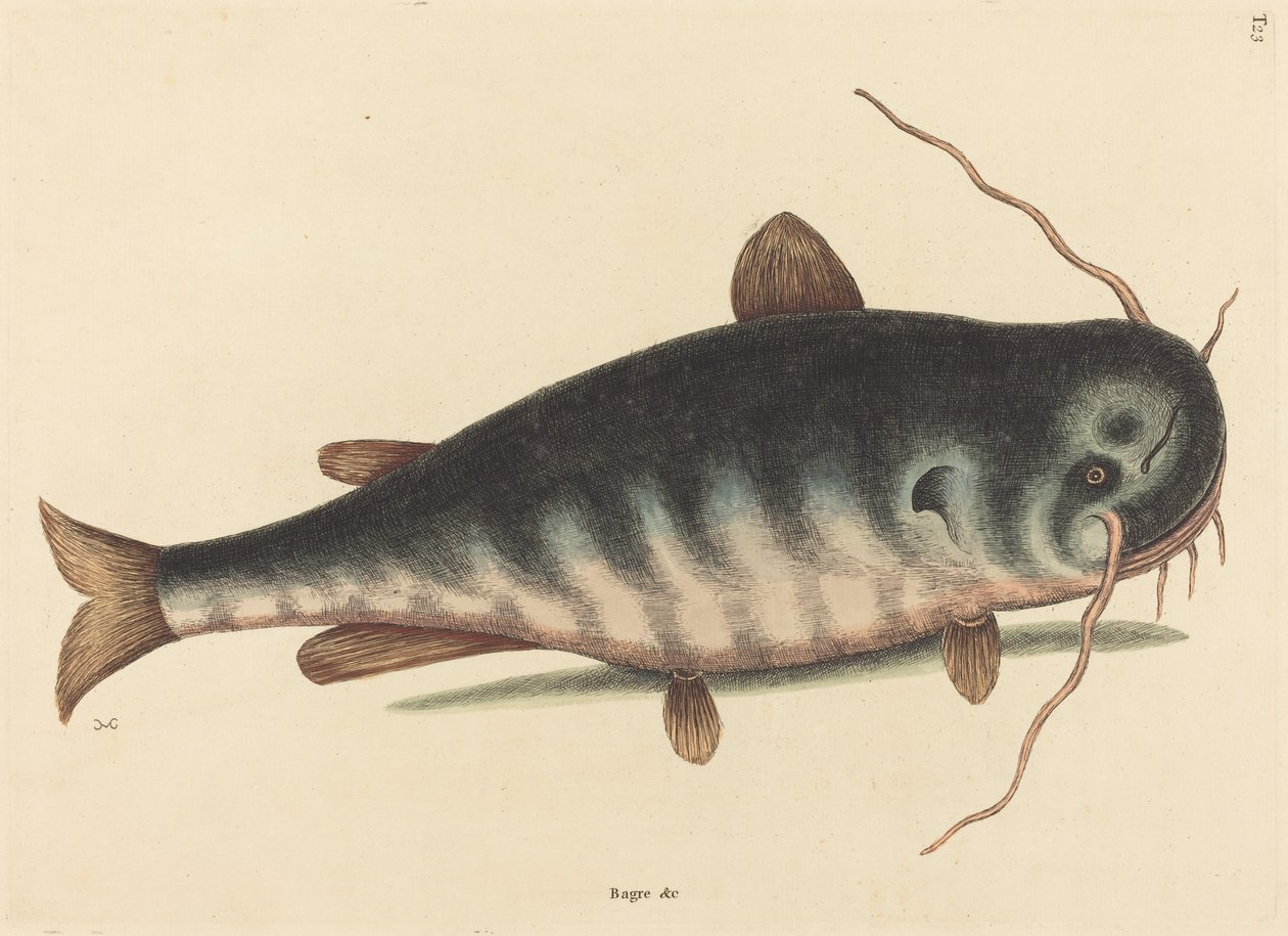 De meerval door Mark Catesby