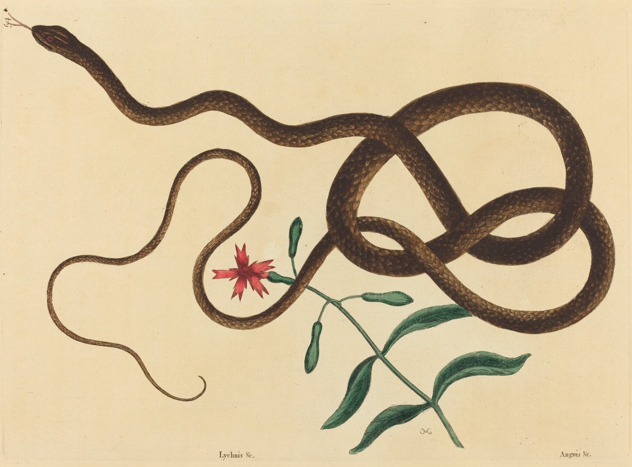De Koetszweepslang (Coluber flagellum) door Mark Catesby