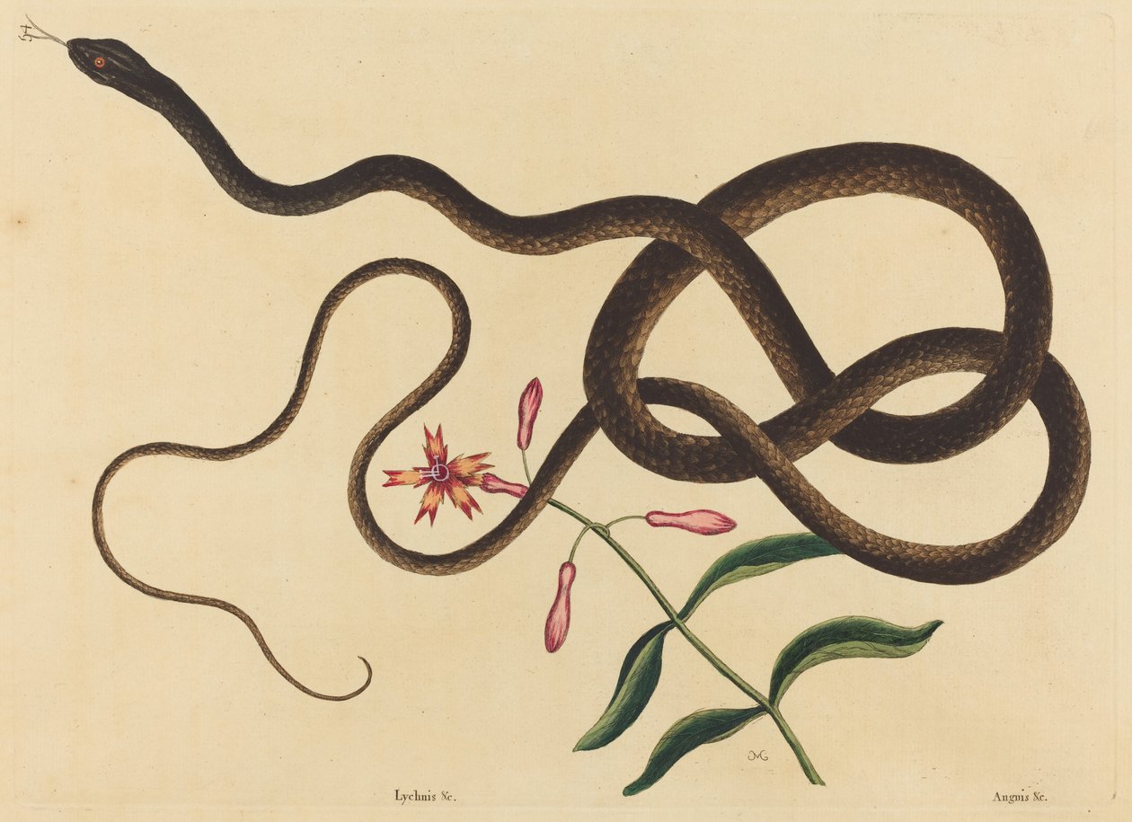 De Koetszweepslang (Coluber flagellum) door Mark Catesby