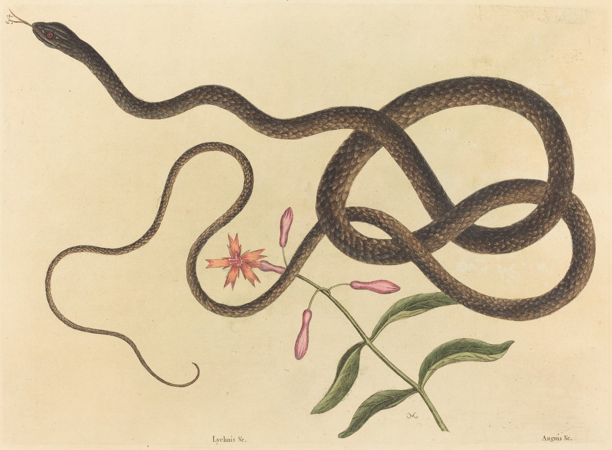 De Koetszweepslang Coluber flagellum door Mark Catesby