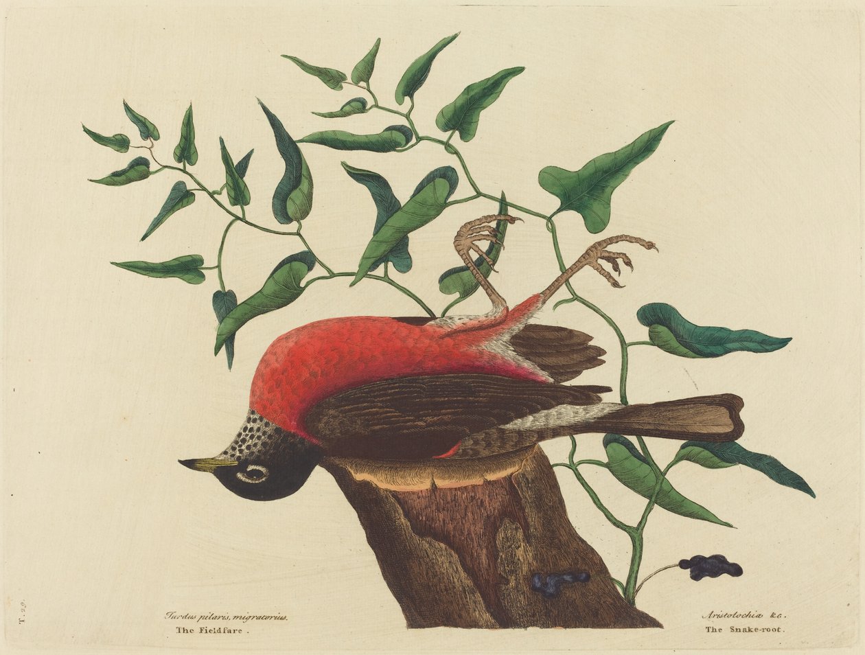 De veldlijster van Carolina (Turdus migratorius) door Mark Catesby