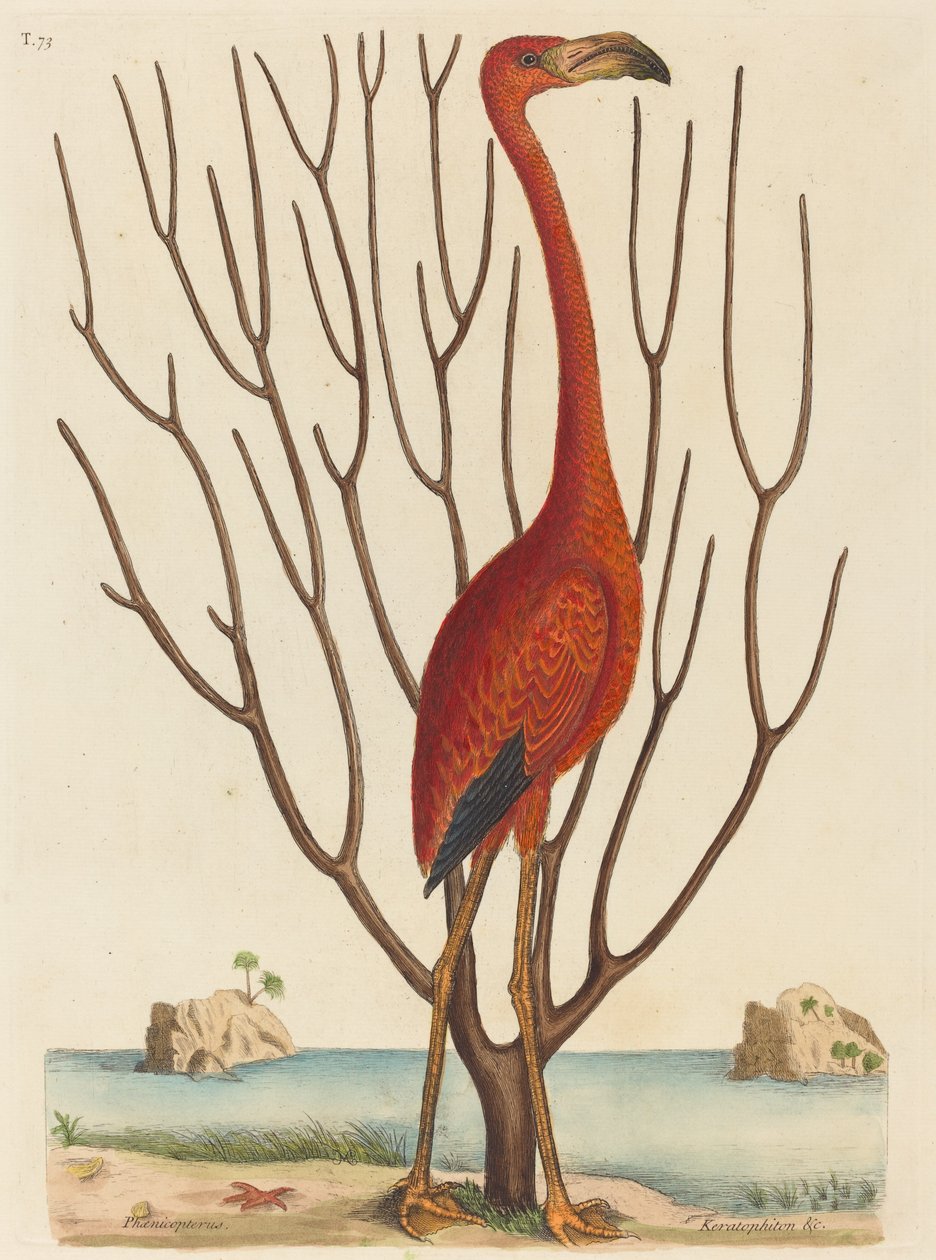 De Flamingo Phoenicopterus ruber, gepubliceerd 1731-1743 door Mark Catesby