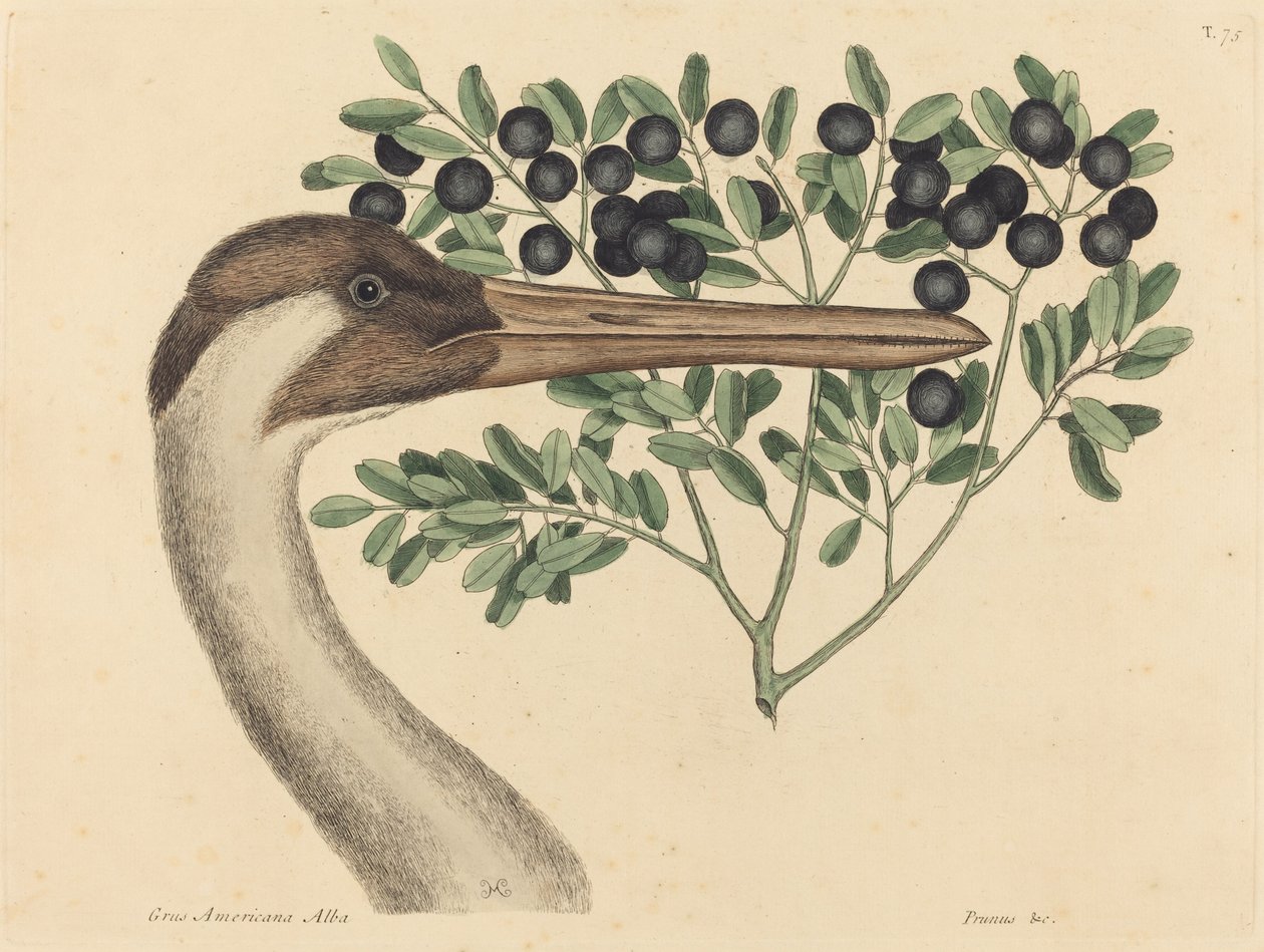 De hoepelvogel (Ardea Americana) door Mark Catesby