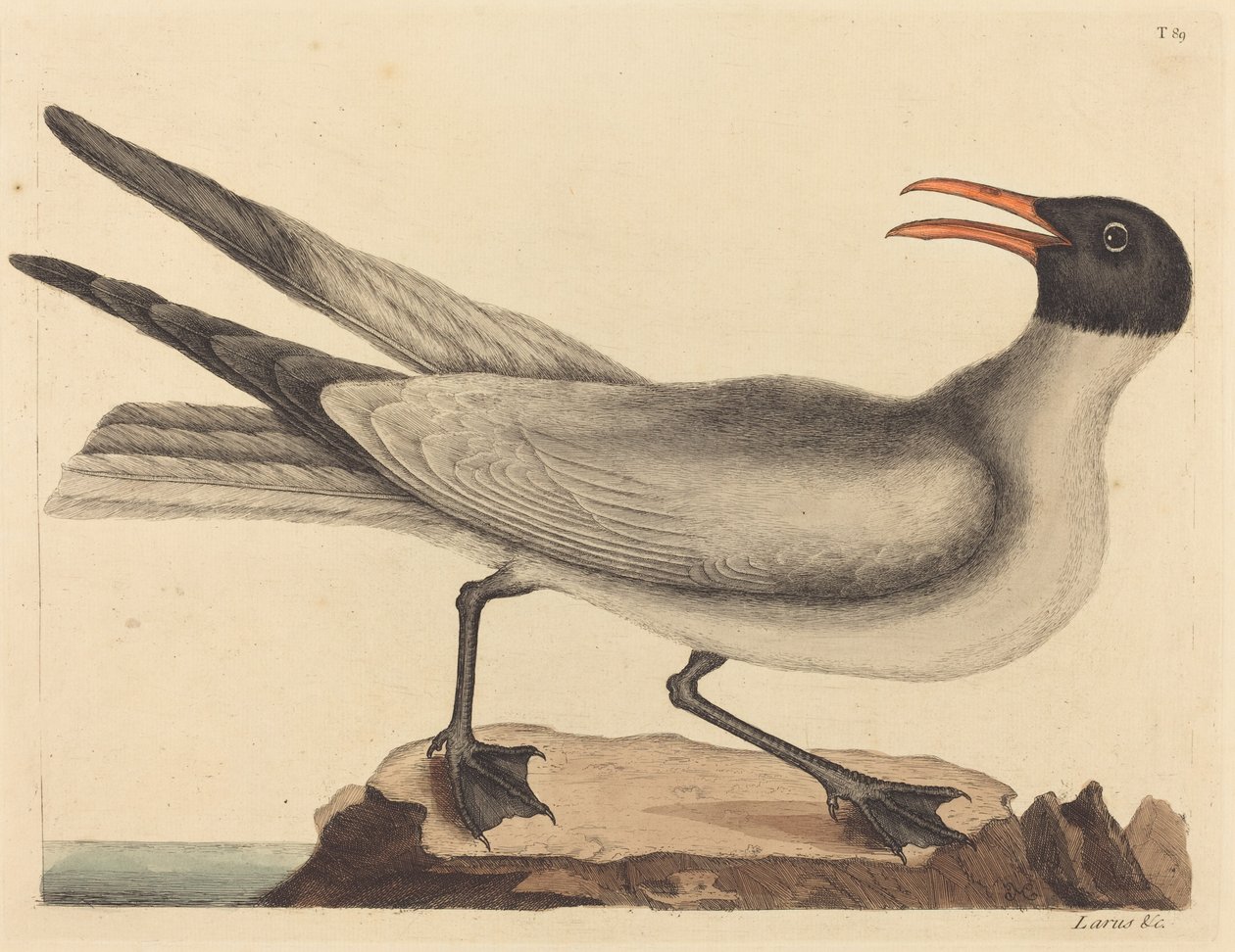 De Lachende Meeuw (Larus articilla) door Mark Catesby