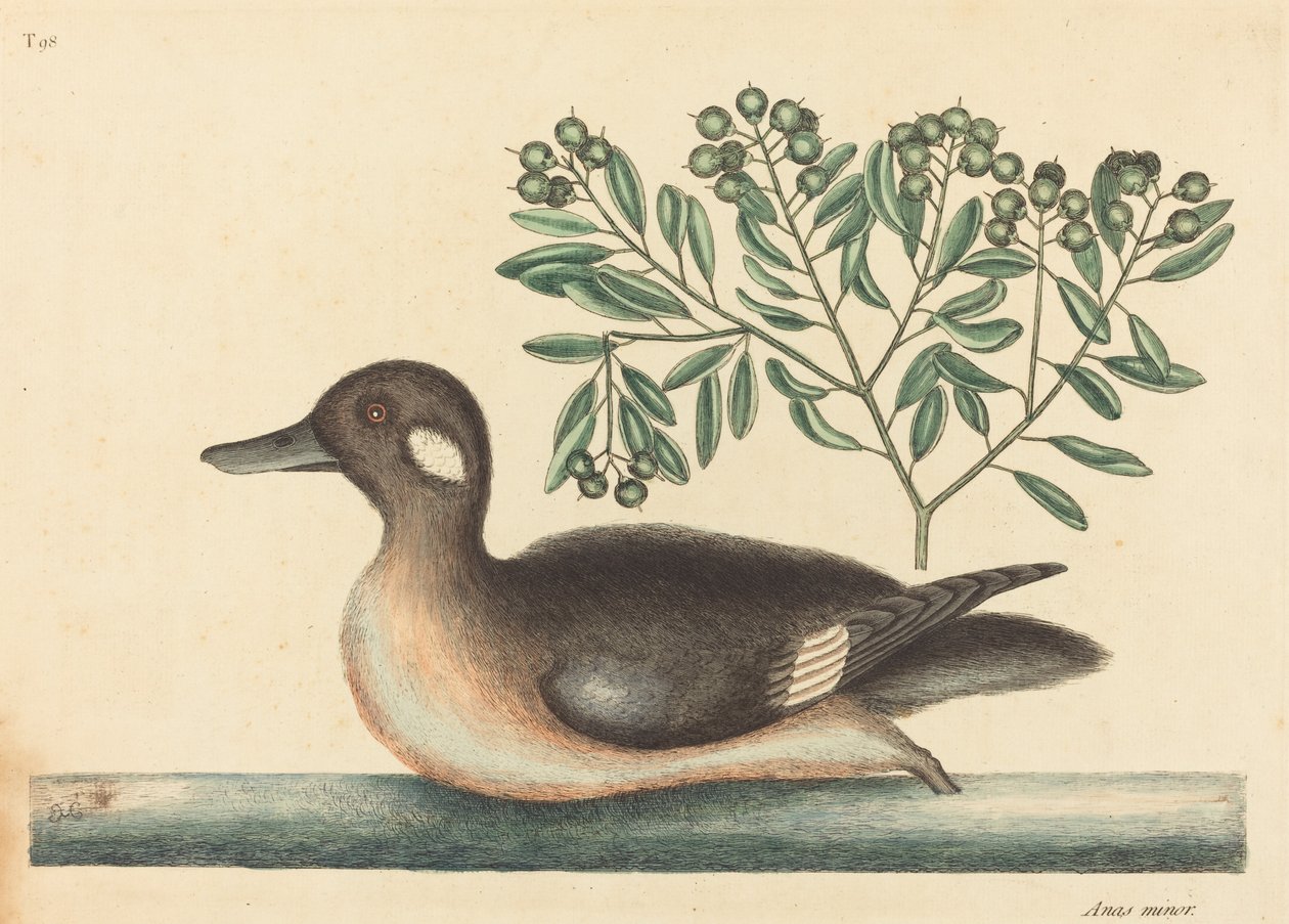 Het kleine bruine eendje (Anas rustica) door Mark Catesby