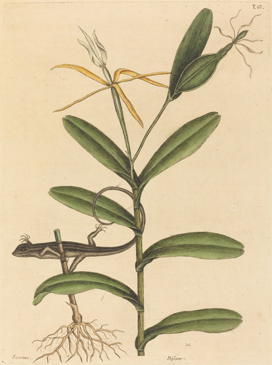 De Lyon Hagedis (Lacerta 6-lineata) door Mark Catesby