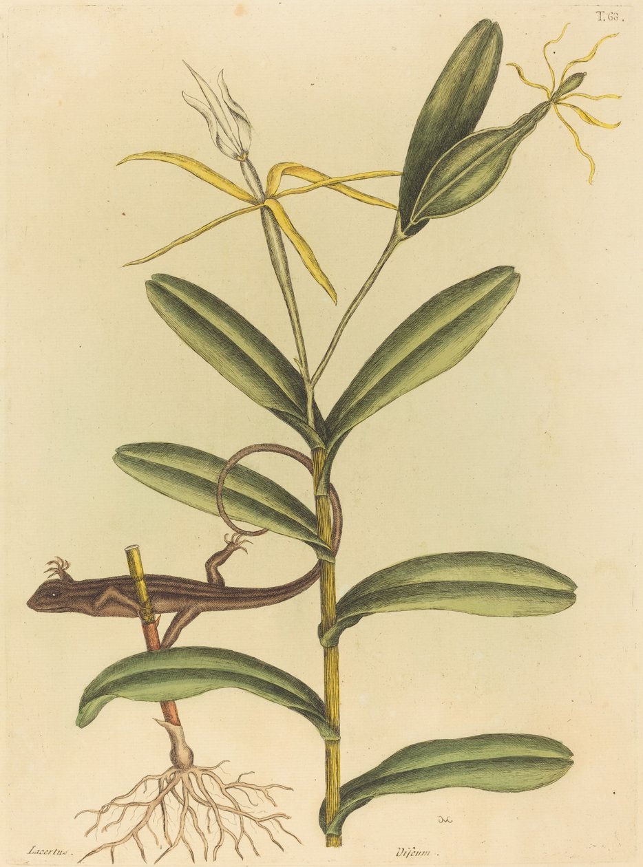 De Lyon Hagedis (Lacerta 6-lineata) door Mark Catesby