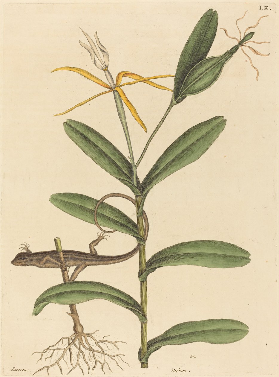 De Lyon Hagedis (Lacerta 6-lineata) door Mark Catesby