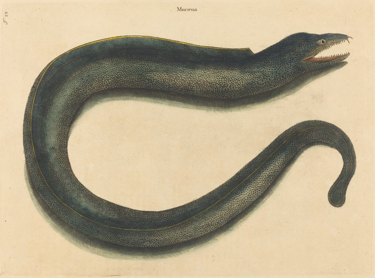 De Muray (Muraena helena) door Mark Catesby