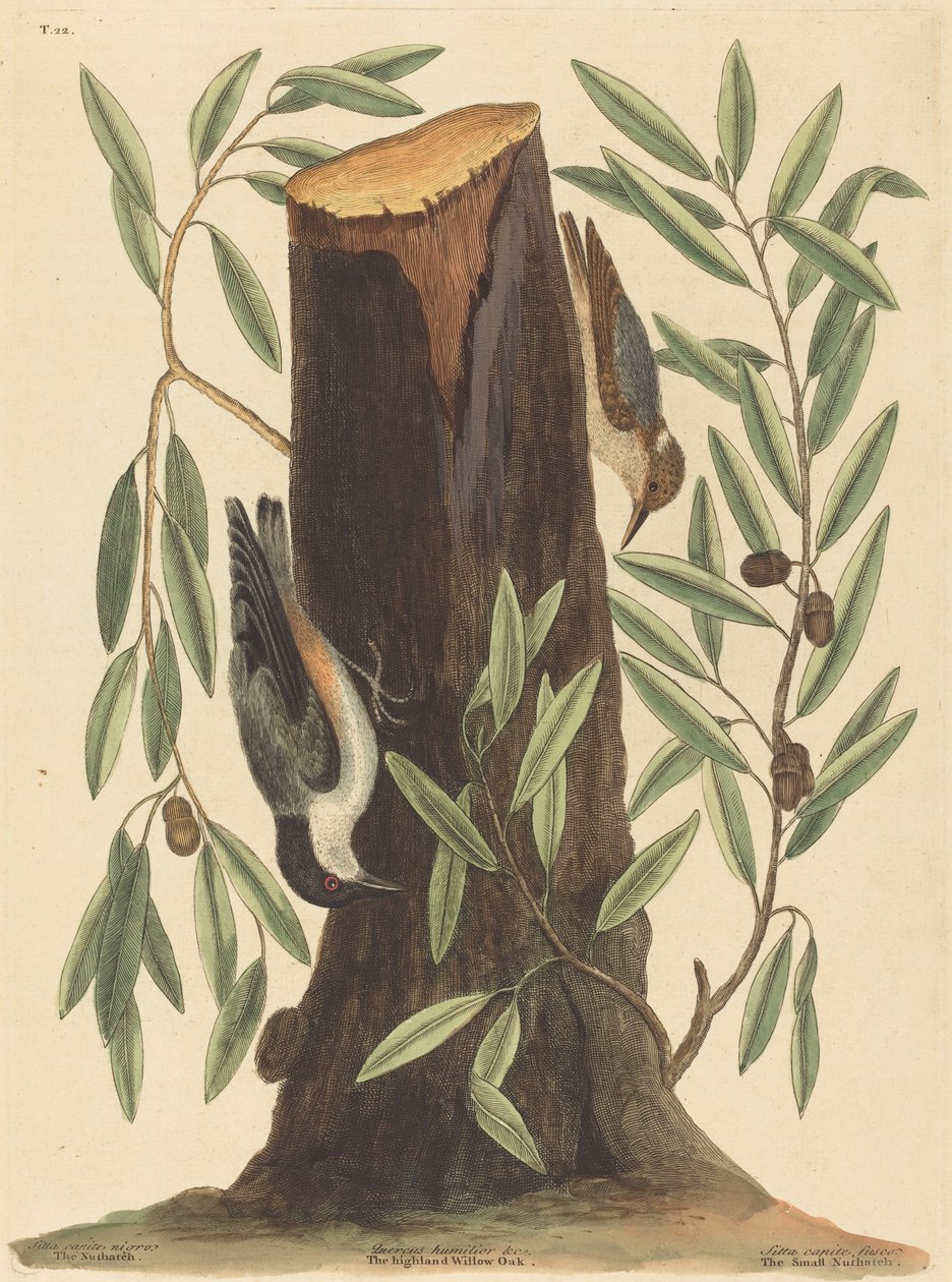 De boomklever (Sitta Europaea) door Mark Catesby