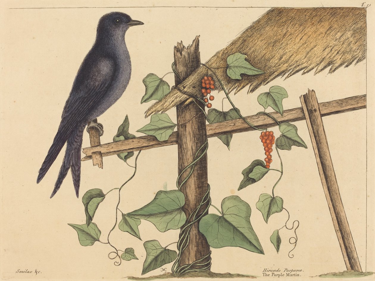De paarse martin (Hirundo purpurea) door Mark Catesby