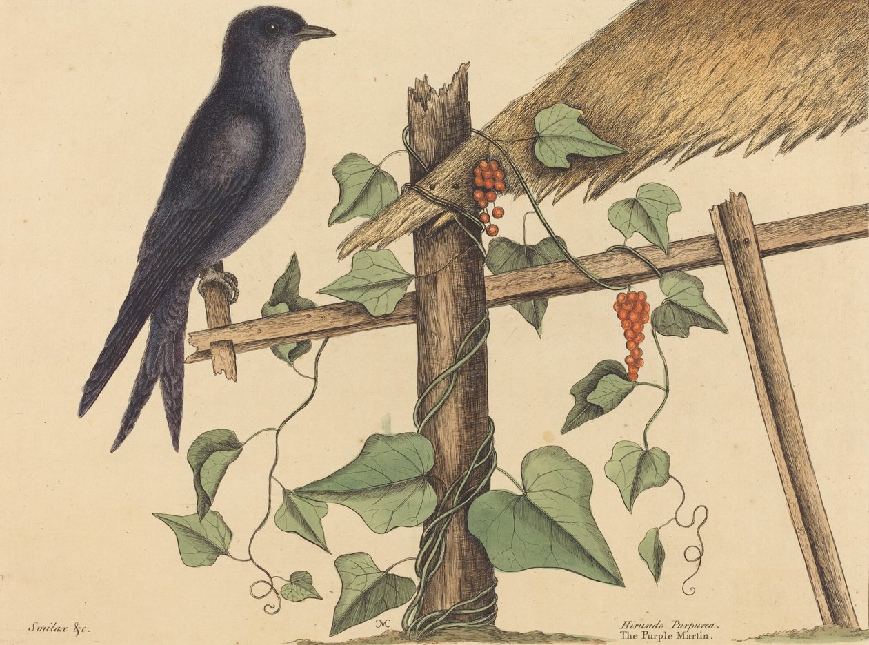 De Purperzwaluw door Mark Catesby