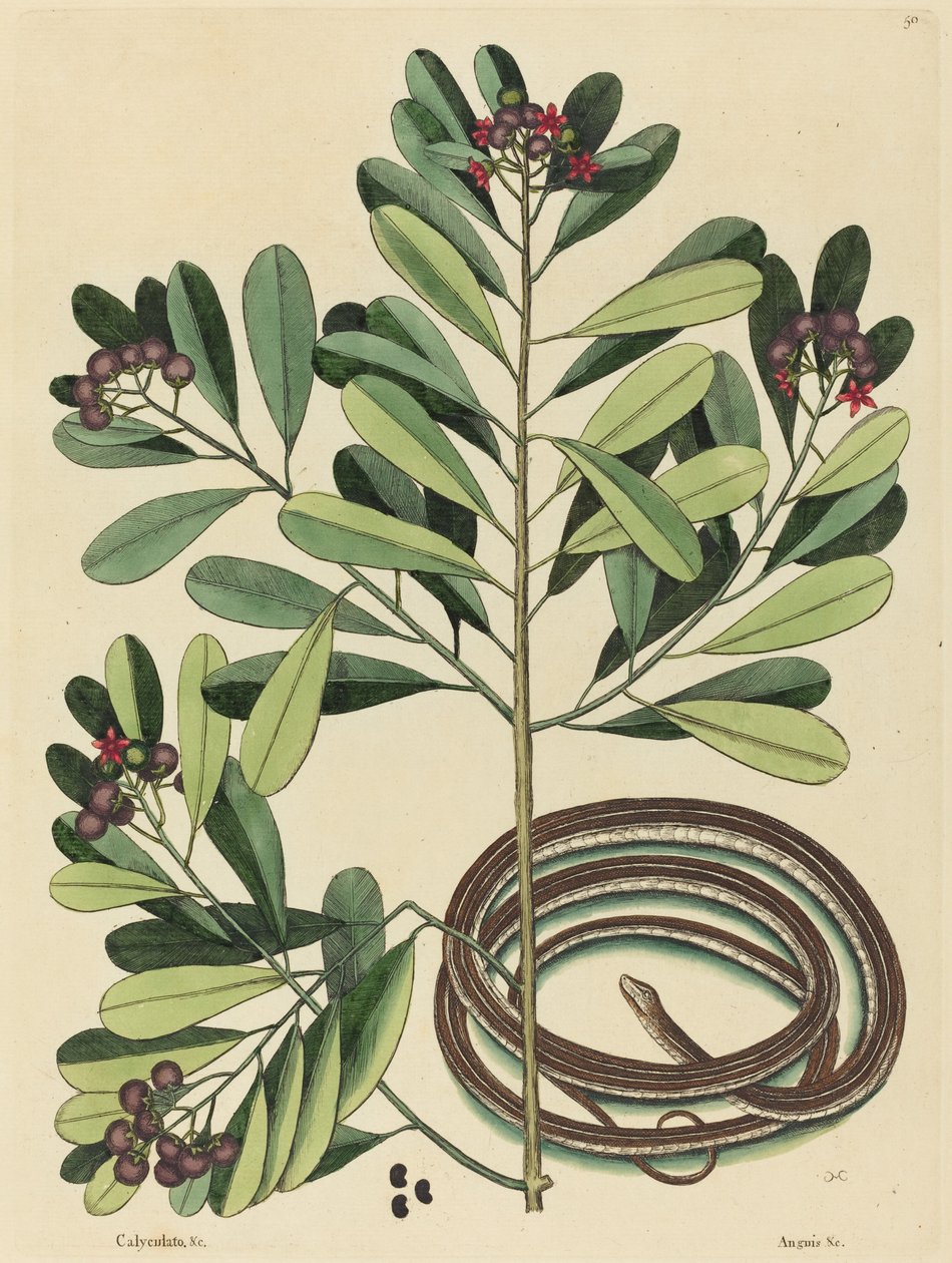 De Lintslang door Mark Catesby