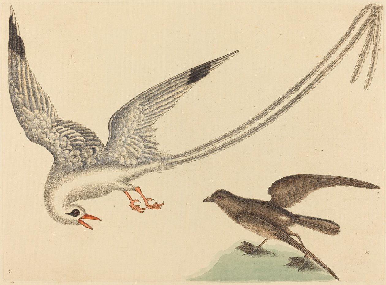 De Rijstvogel (Emberiza oryzivora) door Mark Catesby
