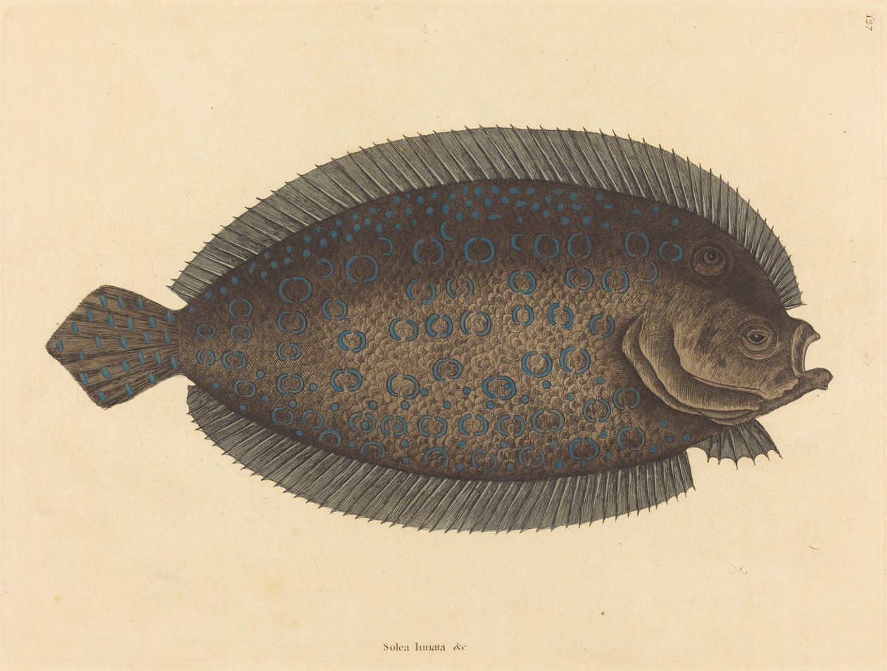 De Schol (Pleuronectes lunatus) door Mark Catesby