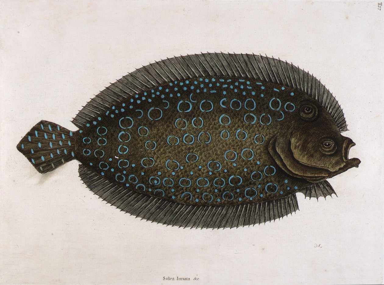 De tong (Solea lunata  c) door Mark Catesby