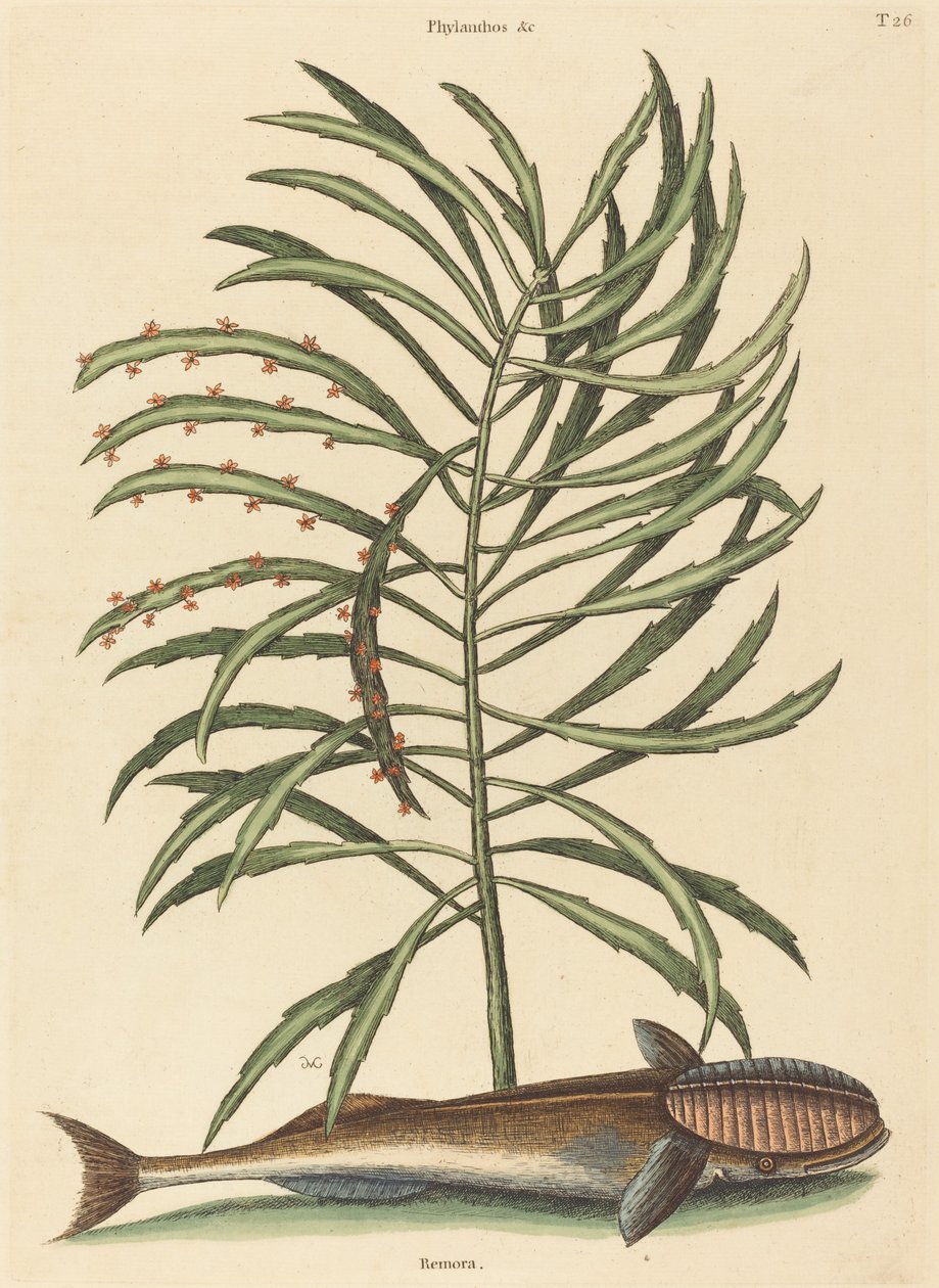 De Zuigvis Echeneis naucratis, gepubliceerd 1731-1743 door Mark Catesby