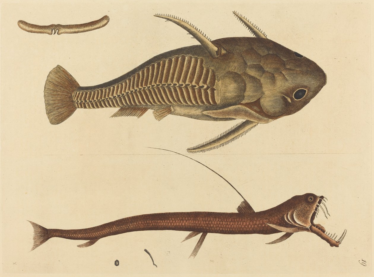 De Adderbek Silurus cataphractus, gepubliceerd 1731-1743 door Mark Catesby