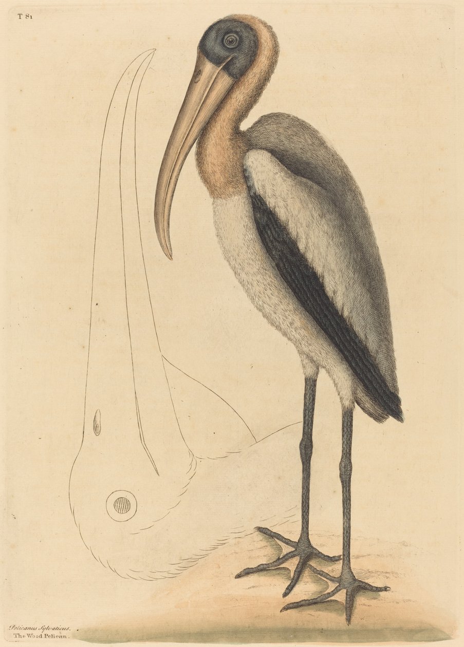 De Houtpelikaan (Tantalus Loculator) door Mark Catesby