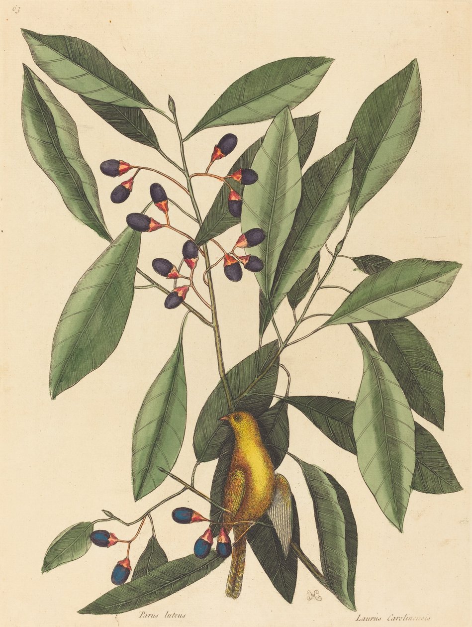 De gele pimpelmees Motacilla trochilus door Mark Catesby