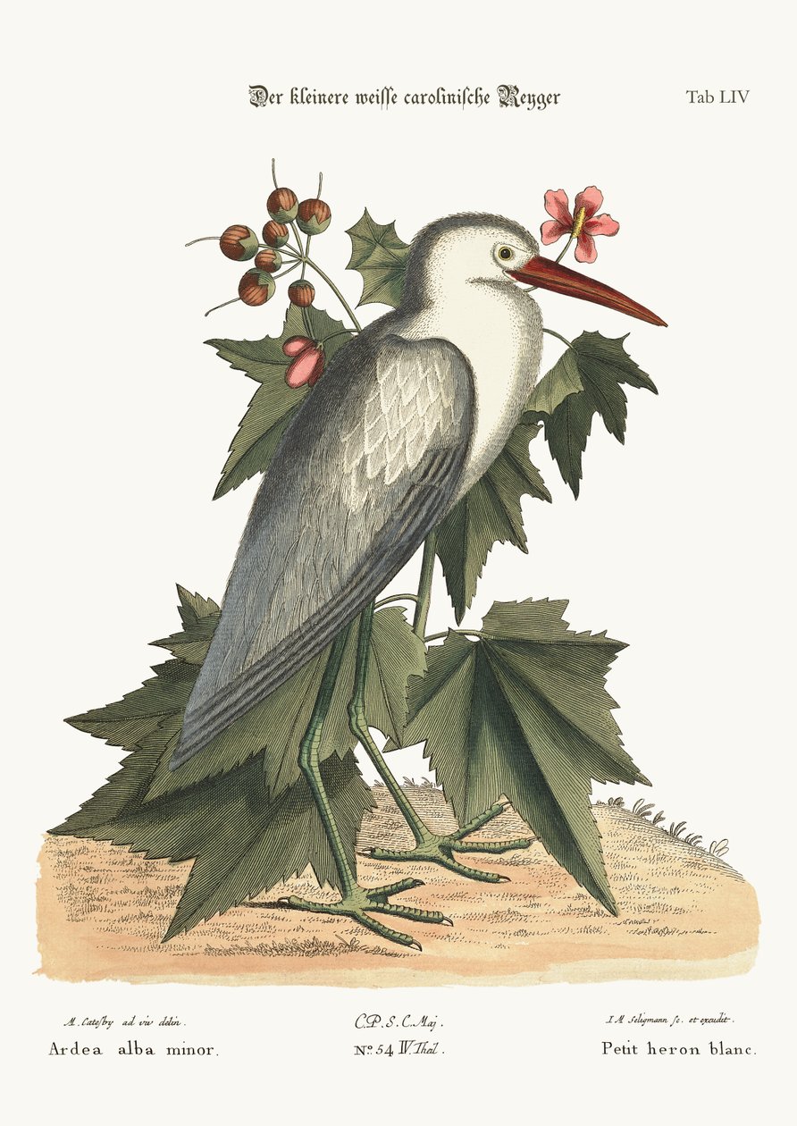 De kleine witte reiger, 1749-73 door Mark Catesby