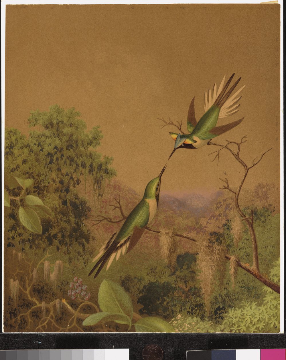 Braziliaanse kolibries IV door Martin Johnson Heade