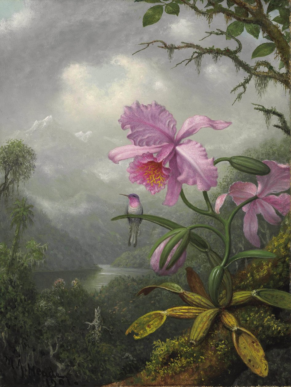 Kolibrie neergestreken op de orchideeënplant door Martin Johnson Heade
