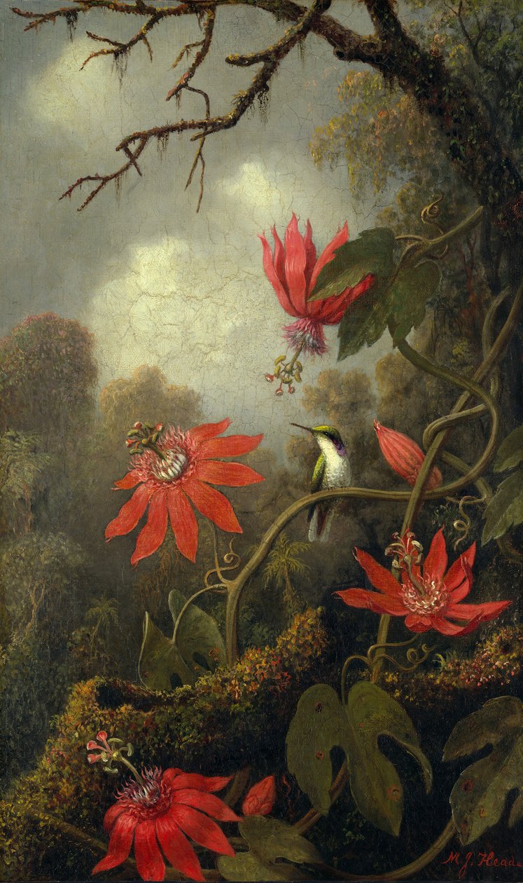 Kolibrie en Passiebloemen door Martin Johnson Heade