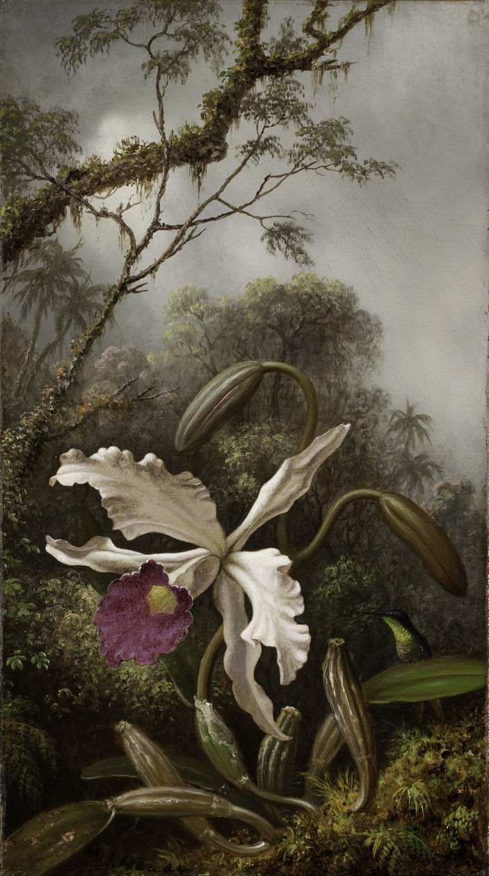 Kolibrie met witte orchidee, 1875-1885 door Martin Johnson Heade