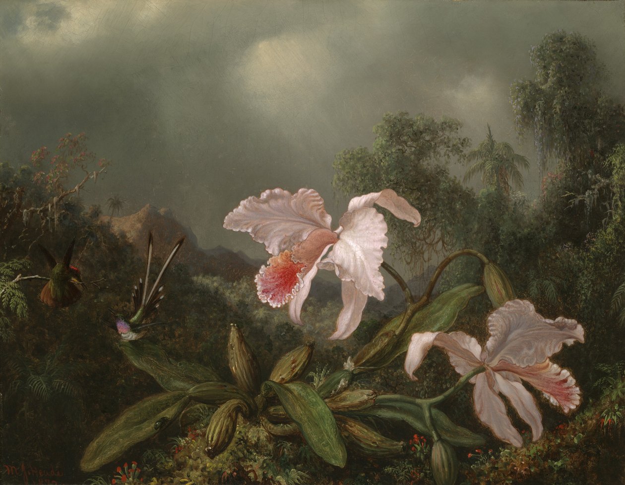 Jungle orchideeën en kolibries, 1872 door Martin Johnson Heade