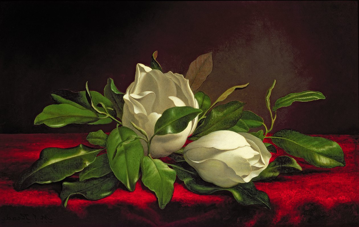 Magnolia door Martin Johnson Heade