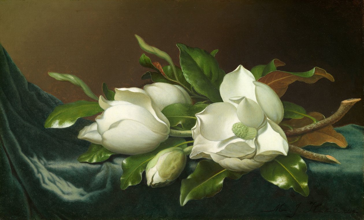 Magnolia