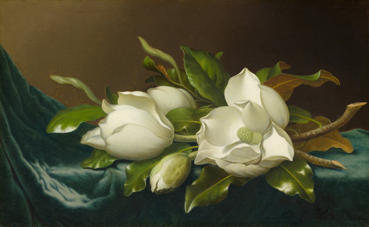 Magnolia