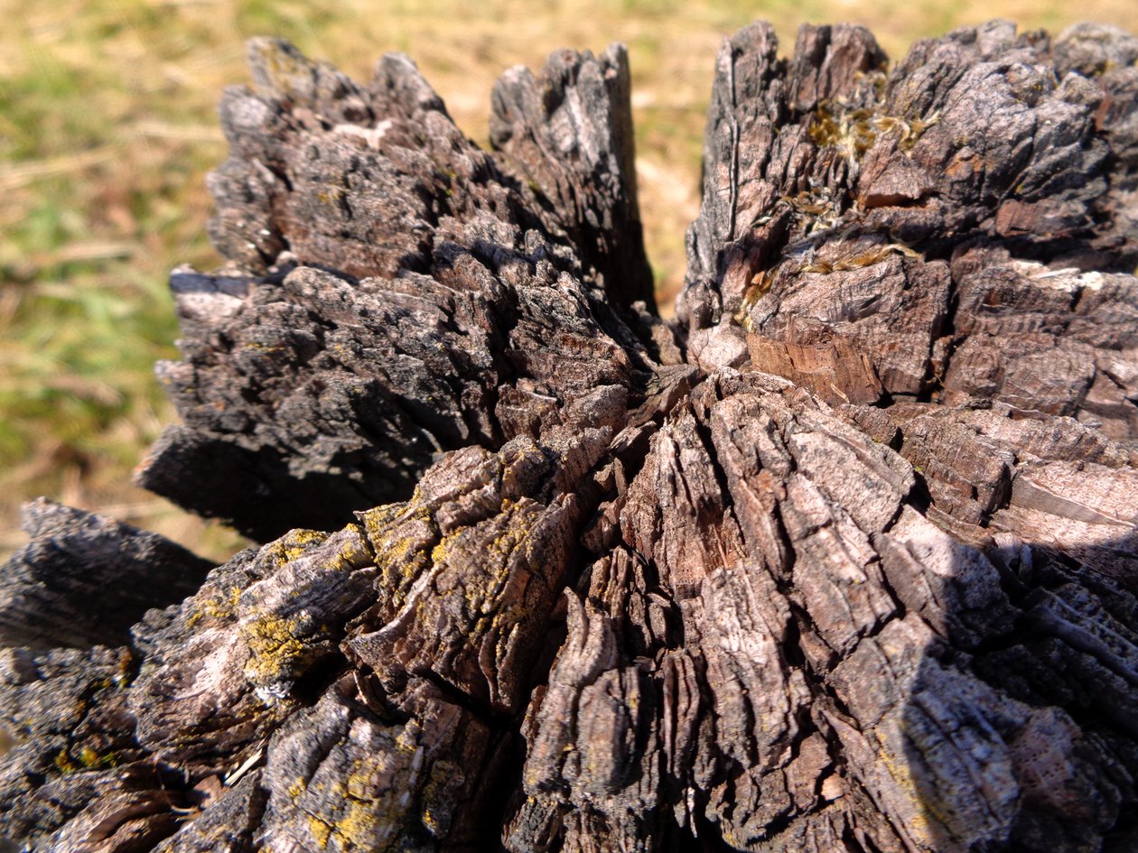 Hout door Martina Konitzky