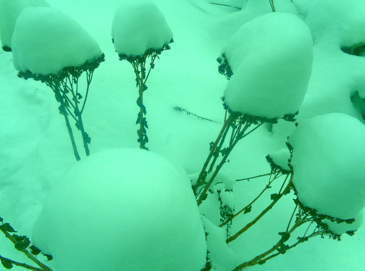 Winter Mint door Martina Konitzky