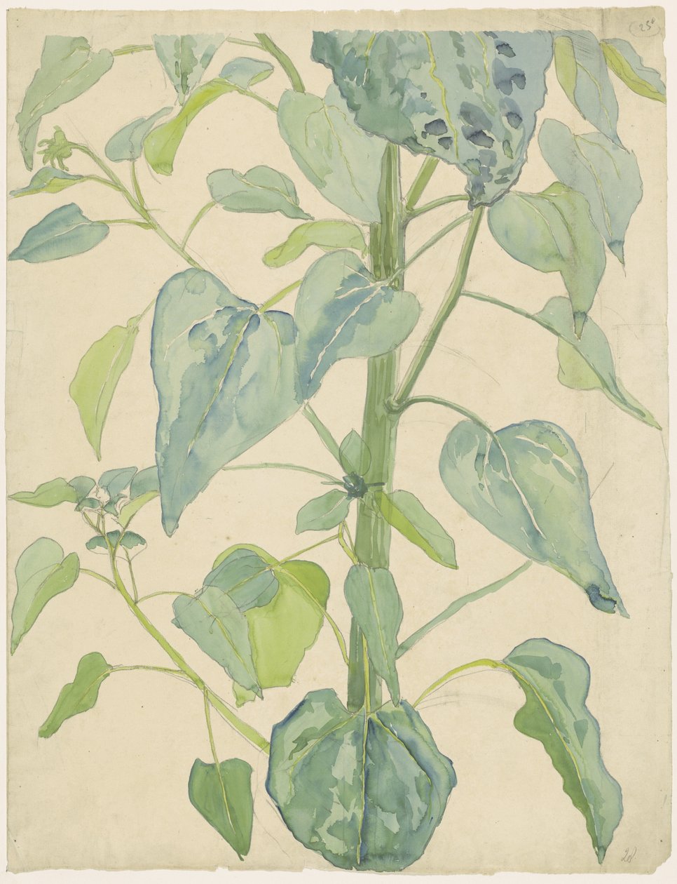 Stengel en bladeren van een zonnebloem door Martinus van Andringa