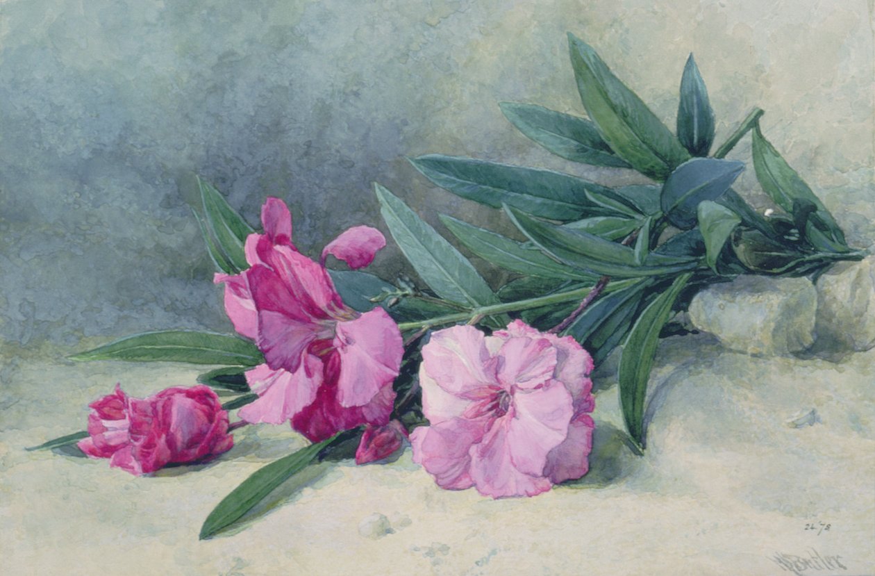 Oleanderbloesem door Mary E. Butler