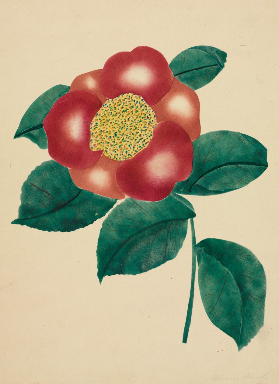 Chinese bloem door Mary Altha Nims
