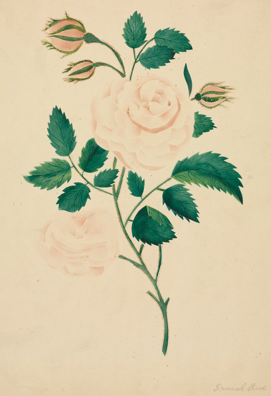 Damastroos door Mary Altha Nims