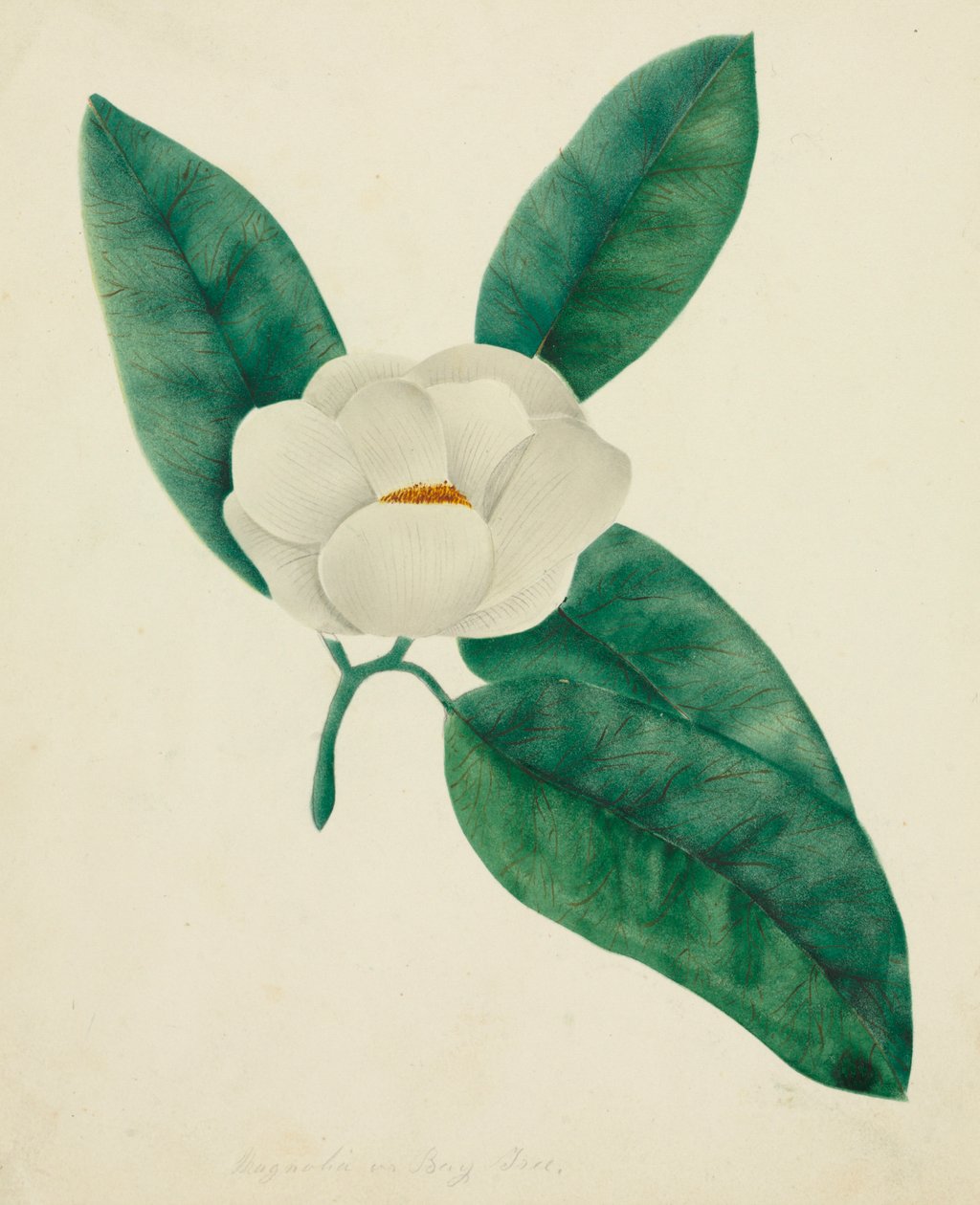 Magnolia door Mary Altha Nims