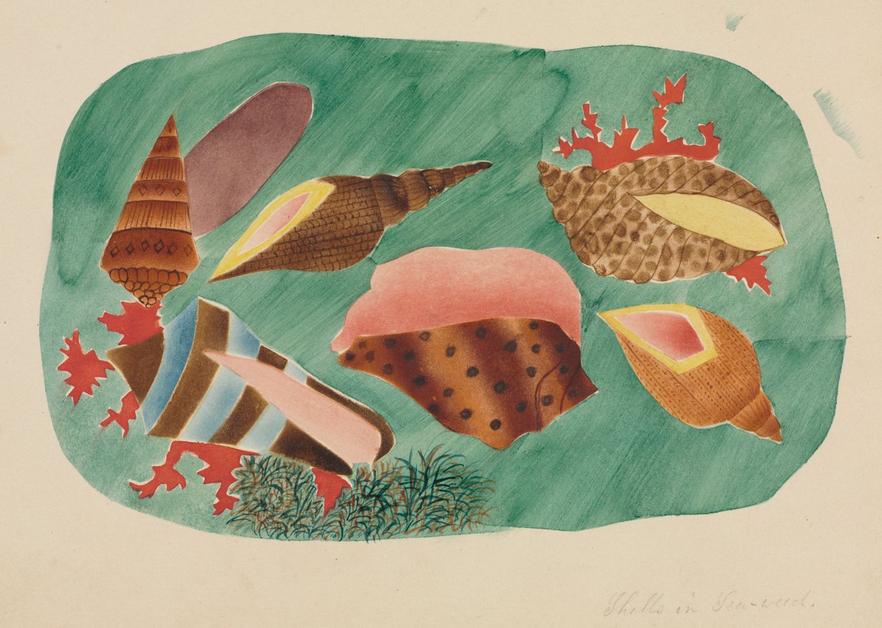 Schelpjes in zeewier door Mary Altha Nims