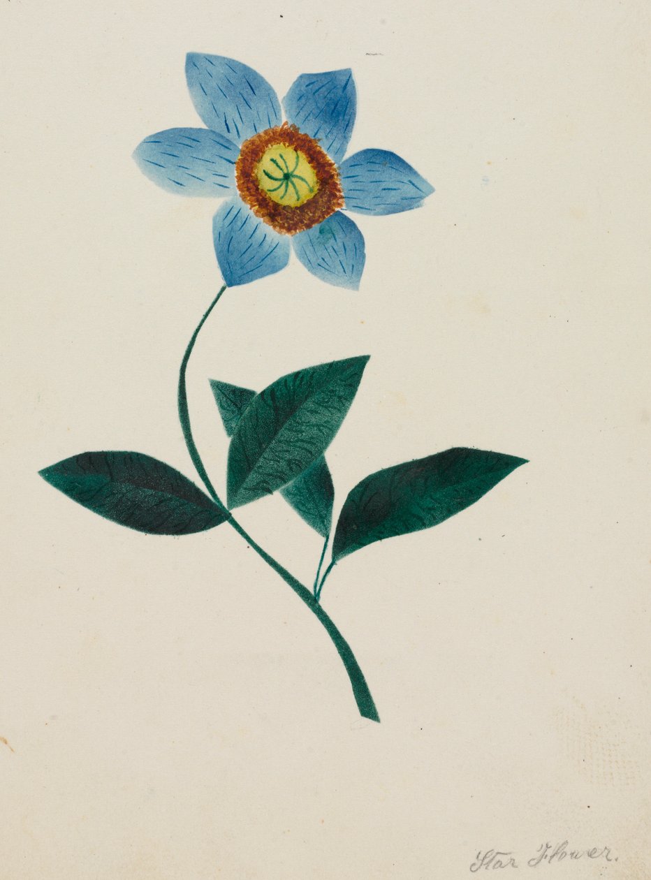 Sterbloem door Mary Altha Nims