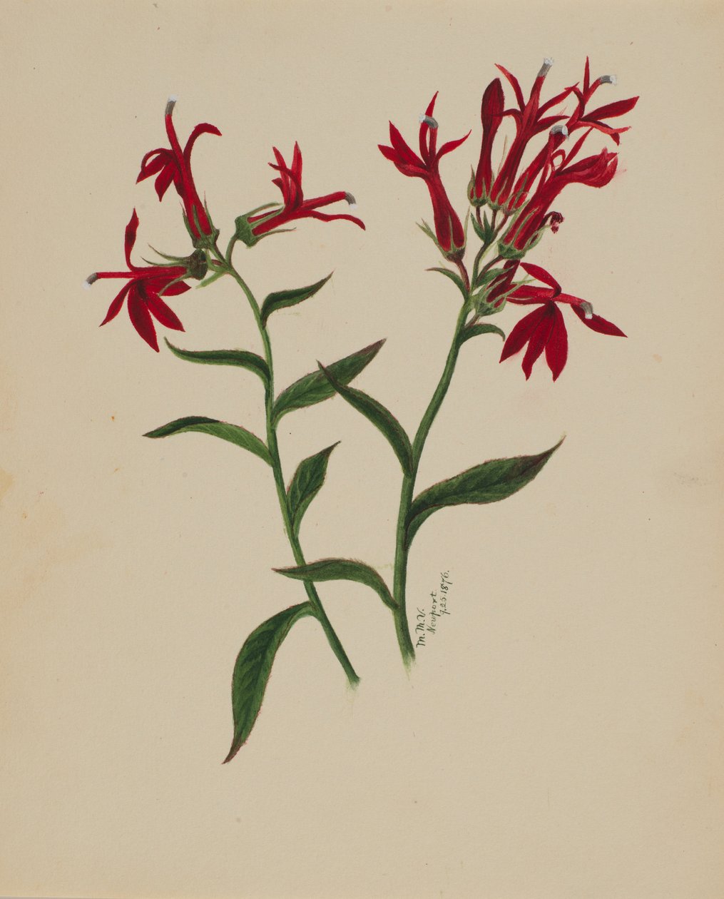 (Zonder titel - Bloemenstudie) door Mary Vaux Walcott