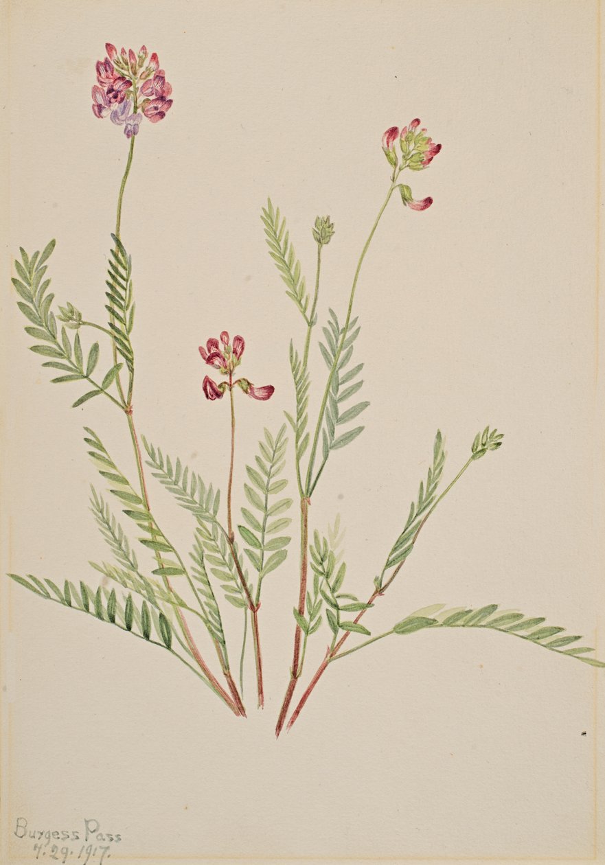 Alpenwikke Astragalus bourgovii door Mary Vaux Walcott