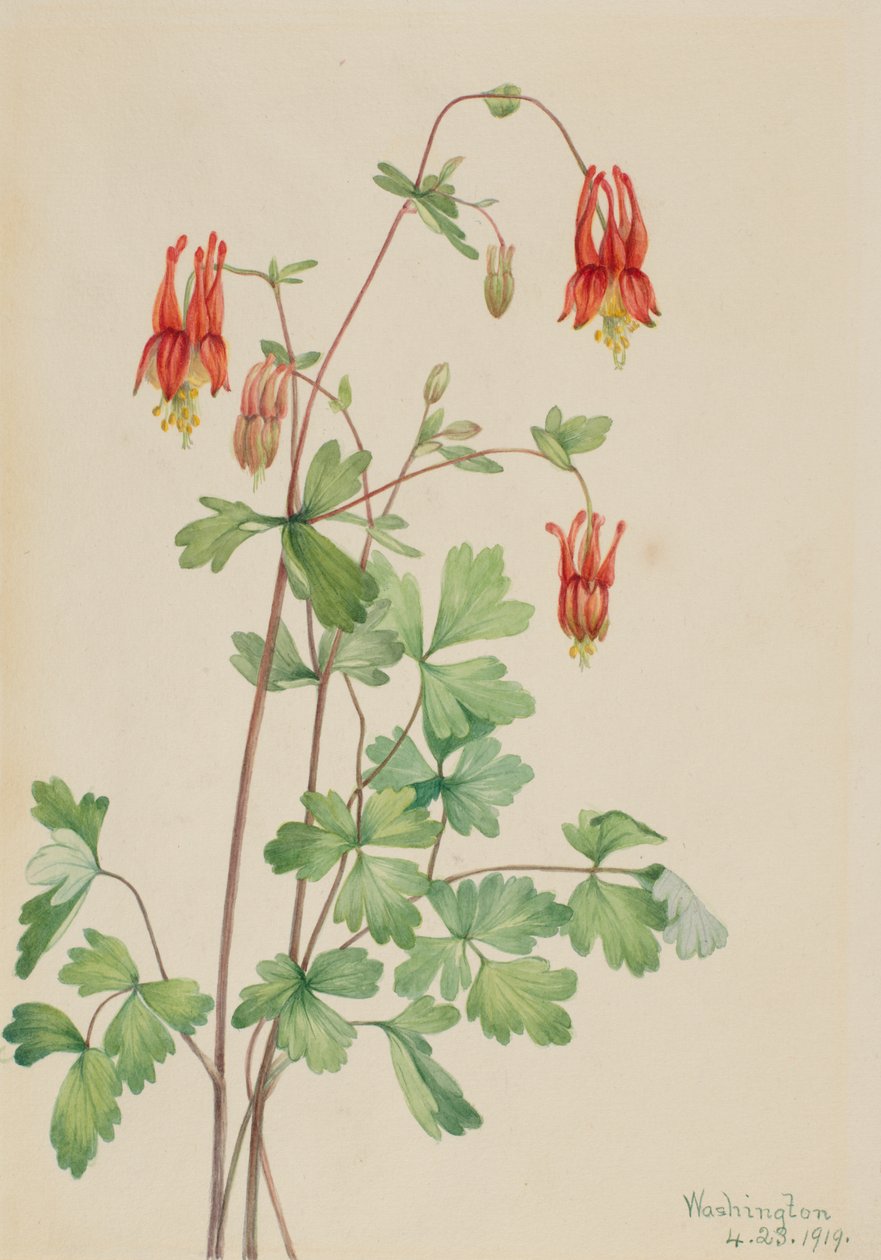 Amerikaanse akelei (Aquilegia canadensis) door Mary Vaux Walcott