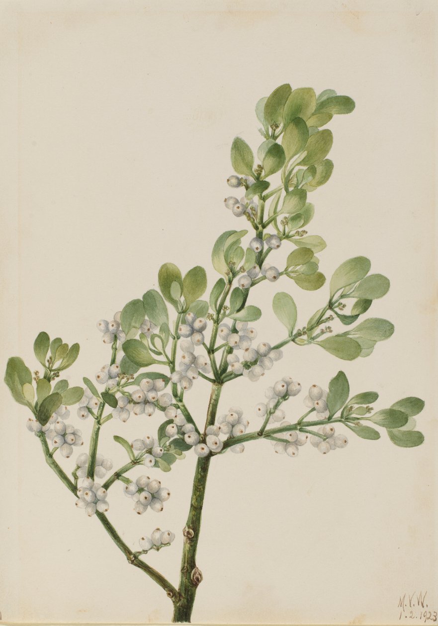 Amerikaanse maretak (Phoradendron flavescens) door Mary Vaux Walcott