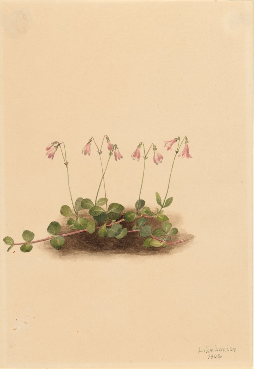 Amerikaanse Tweelingbloem (Linnaea borealis americana) door Mary Vaux Walcott