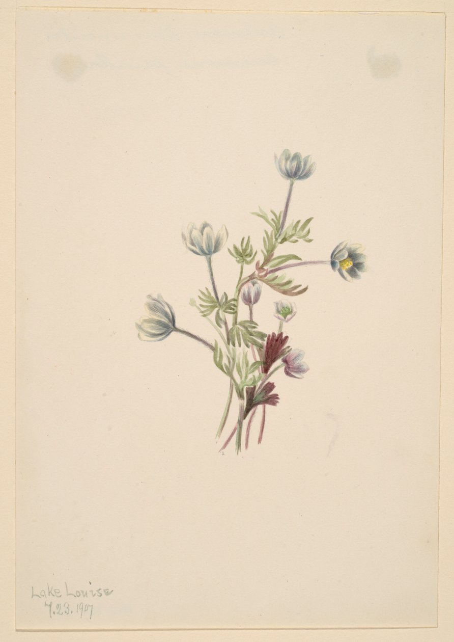 Anemoon (Anemone drummondii) door Mary Vaux Walcott